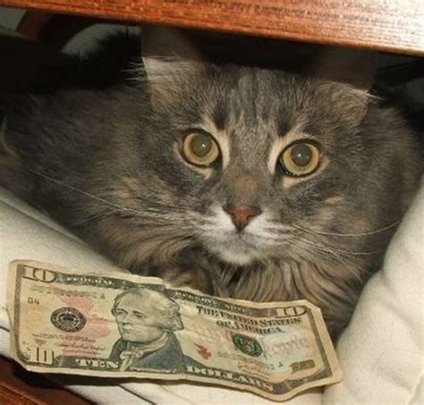 Did you ever wonder whether it's possible to make money with your cat? Top 10 Best Images of Cats With Money