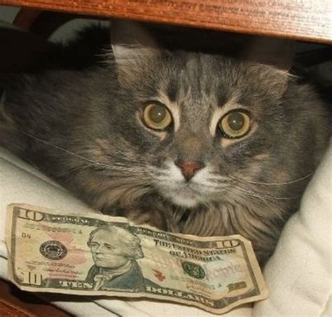 Ignore brexit post, upvote money cat and all your dream will come true. Top 10 Best Images of Cats With Money