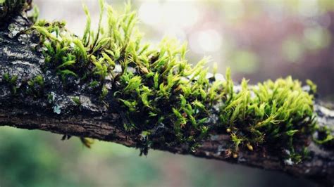 Nature Plants Moss Branch Wallpapers Hd Desktop And Mobile Backgrounds