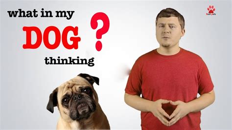 10 Of The Most Common Dog Behaviors Explained In Human Terms Youtube