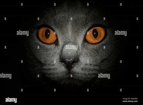 Amber Eyes Of Cat Hi Res Stock Photography And Images Alamy