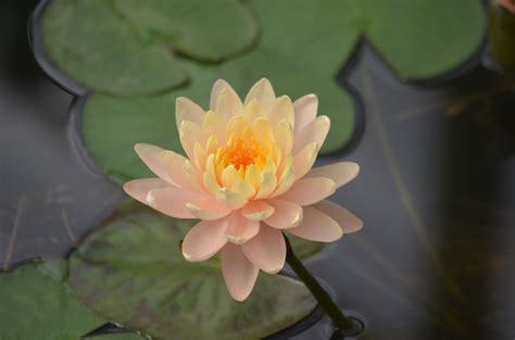 Nymphaea 'Clyde Ikins', a waterlily hybridised Dr. Kirk Strawn, Texas, USA 1996 | Water lilies ...