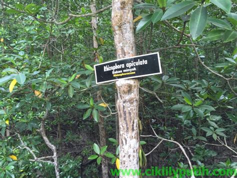 Kawasan paya bakau di taman negara ini adalah yang kedua terbesar di dunia selepas pulau. CikLilyPutih The Lifestyle Blogger: Taman Negara Pulau ...