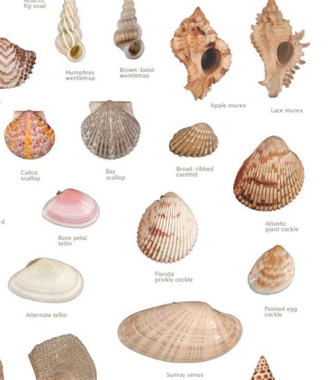 Pin By Mary Kay Mims On Nature Seashells Sea Shells Sea Glass