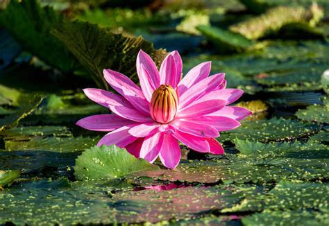Water lily has a root system which means the roots need to be destroyed to prevent the plant from coming back. Water lily - growing it and advice on how to care for it