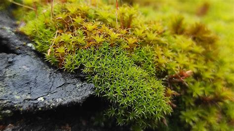 Mosses Play Key Roles In Ecosystems From Tropics To Tundra Eos