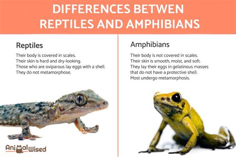 Reptiles Vs Amphibians Differences Explained With Examples And Photos