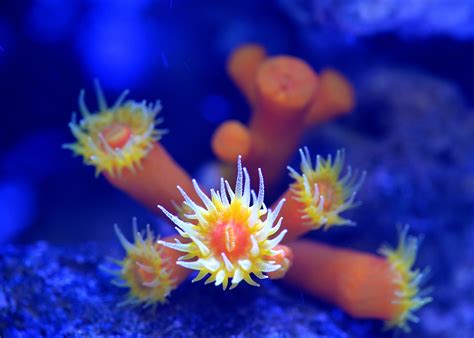 Free Images Flower Underwater Coral Reef Invertebrate Nemo Macro