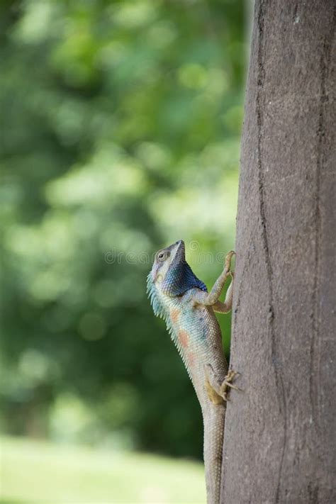 Blue Crested Lizard Indo Chinese Forest Lizard Indo Chinese