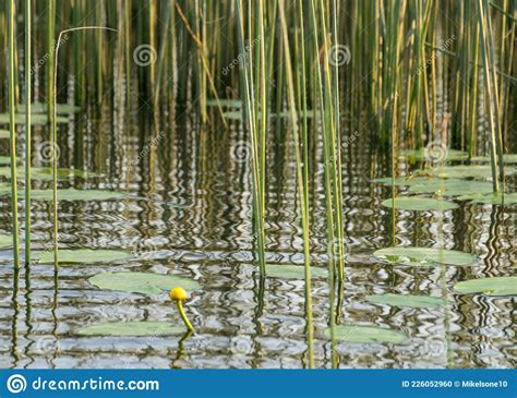 Landscape With A Calm Water Surface Water Lilies And Reeds