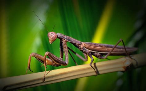 110 Praying Mantis Hd Wallpapers And Backgrounds