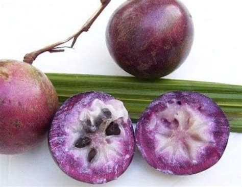 caimito purple star apple 5 fresh seeds chrysophyllum etsy