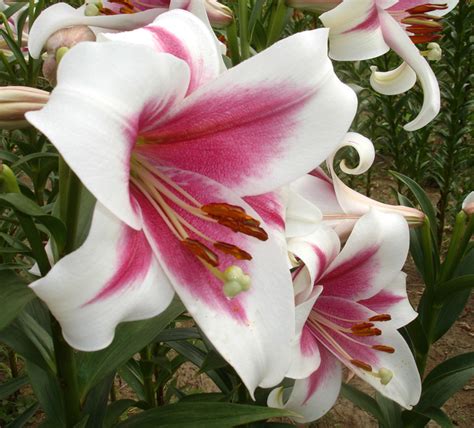Bandd Lilies Garden Blog Lily Bulb Hardiness And Warm Winter Tolerance