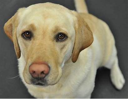 Labrador Yellow Retriever Lab Puppies Dog Dark