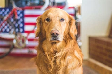 Independence Day Can Be Perilous For Animals Companion Animals News