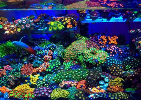 Loading Reef Aquarium Saltwater Fish Tanks Coral Reef Aquarium