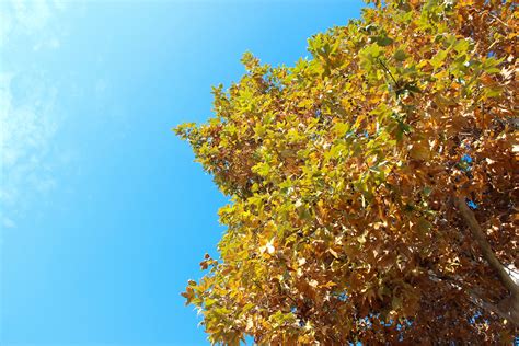 Free Stock Photo Of Tree With Autumn Leaves In Clear Sky