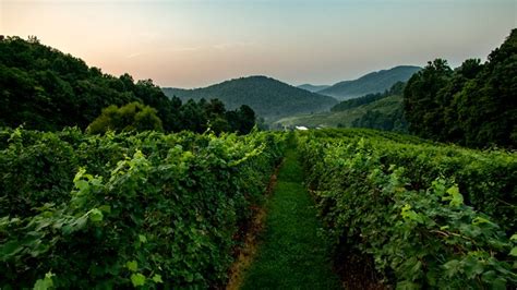 The Ultimate Guide To Tasting Through Virginia Wine Country Virginia