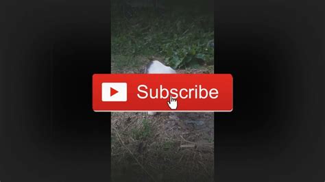 Dog Attacks Cat Youtube
