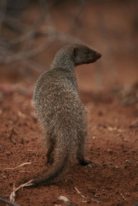 Banded Mongoose Parallax Africa