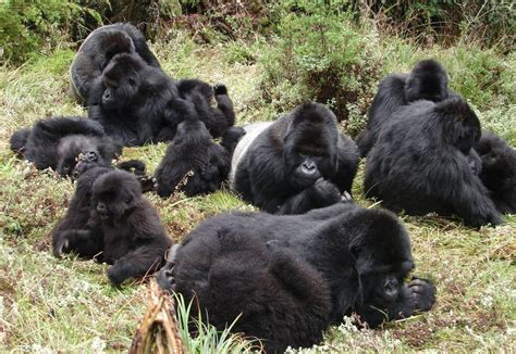 Gorilla Families In Rwanda Gorilla Trekking Safaris