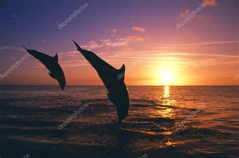 Silhouette Of Two Bottlenose Dolphins Silhouette Of Two Bottlenose