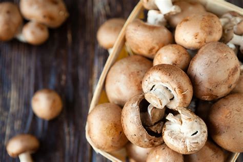 Mushrooms In Season New England