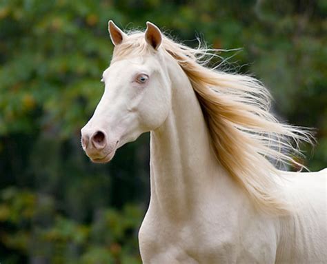 The 8 Most Beautiful And Rare Horses In The World