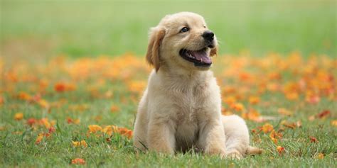 The 25 Cutest Dog Breeds Most Adorable Dogs And Puppies