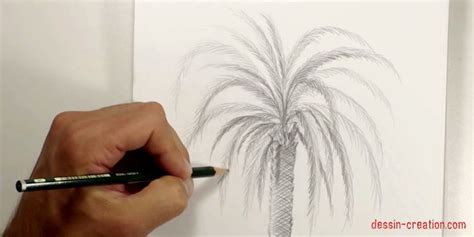 Comment Dessiner Un Palmier Facilement Apprendre Dessiner Avec