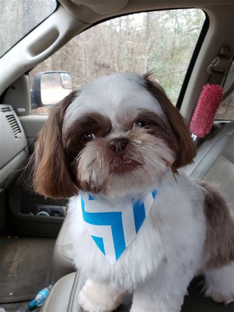 I Think You Were Late Picking Me Up From Groomer Shih Tzu Groomer