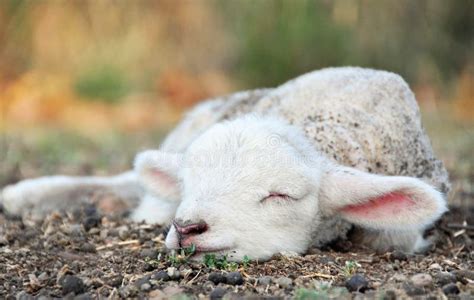 Cute Newborn Baby Lamb Sleeping In Field On Country Farm Stock Photo