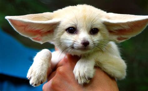 ≡ 9 Cutest Animals With Gigantic Ears Brain Berries