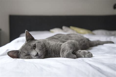 Nasce dall'accurata selezione delle fibre più pure di poliestere e. Piumino per letto matrimoniale: con Plumex l'inverno che ...