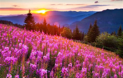 Sunset Meadow Wallpapers Wallpaper Cave