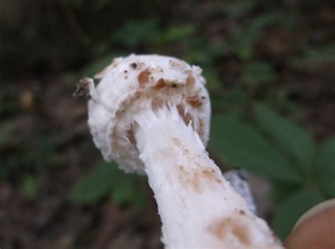 Id White Shroom Mushroom Hunting And Identification Shroomery