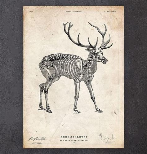 Deer Anatomy Poster Codex Anatomicus Deer Skeleton Skeleton Print