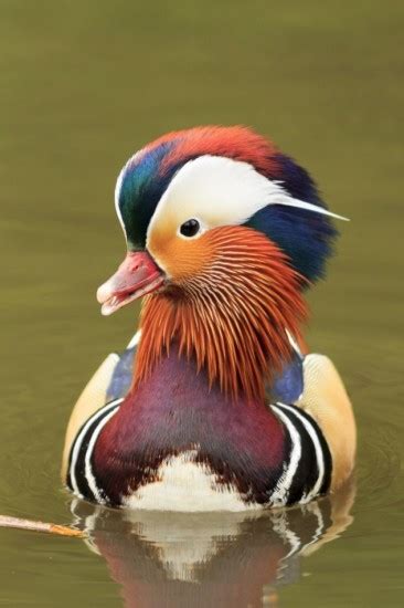 Mandarin Duck Facts You Need To Know