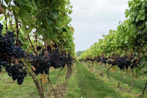 Fresh Grapes Growing At Vineyard Stock Photo Dissolve