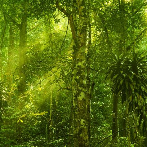 The Characteristics Of The Rainforest Sciencing