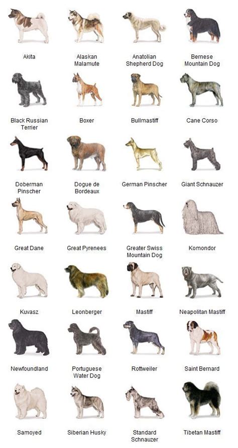 Working Group And Hunting Group Dog Breeds List Dog Breeds Chart