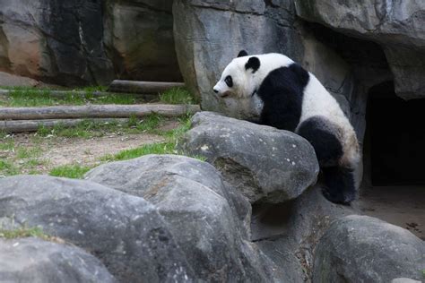 Panda Updates Wednesday July 15 Zoo Atlanta
