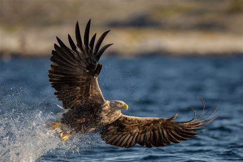 Watch The Majestic Sea Eagles In Norway Daily Scandinavian