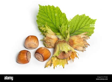 Group Of Hazelnuts With Green Leaves Isolated On White Background