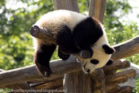 Cute And Funny Pictures Of Animals 68 Pandas 8