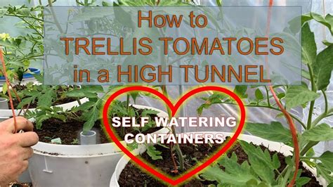High Tunnel Tomato Pruning And Trellising 101 Youtube