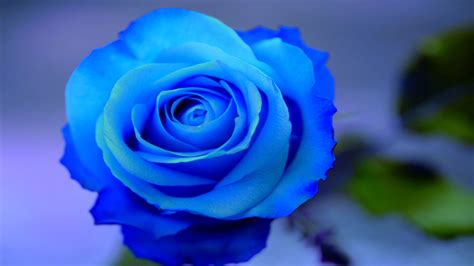 Download rose free png transparent image and clipart. Blue Rose HD Wallpapers