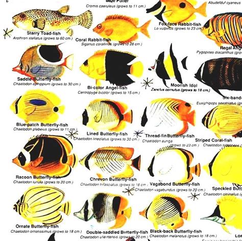 List Of Marine Aquarium Fish Species Saltwater Fish Chart