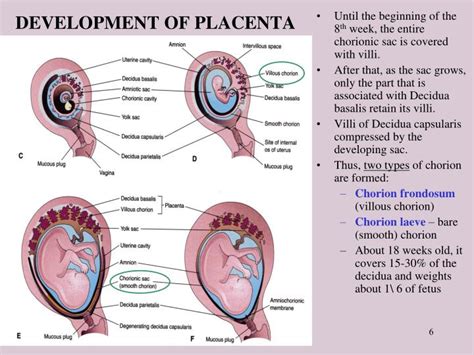 Ppt Placenta Powerpoint Presentation Id477900