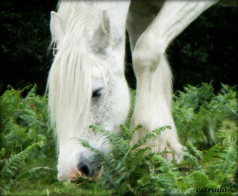 The Magical White Horse By Estruda On Deviantart